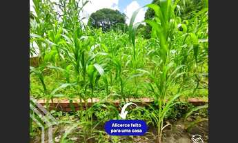 Imagem 4: EXCELENTE TERRENO IDEAL PARA UMA CHÁCARA NA CIDADE DO GRAÇA