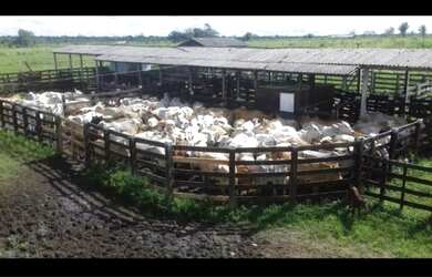Imagem 2: Fazenda 11.945 hectares no Maranhão pronta dupla aptidão