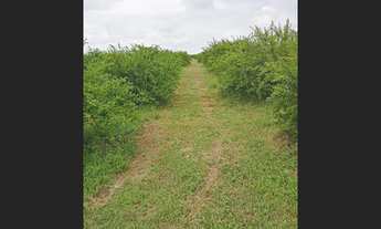 Imagem 3: 12.8 Hectares de Manga/Acelora