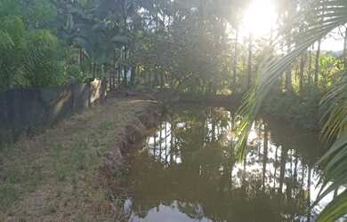 Imagem 4: Belíssima Chácara produtiva em Antonina, área com plantação de palmitos pupunha