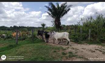 Imagem 3: 200 hectares pronta e documentada sentido Capanema
