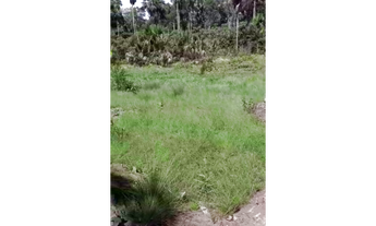 Imagem 4: 220 Alqs Planta Toda Córregos Chapadão Plana Amarelo e Preto Dianópolis TO