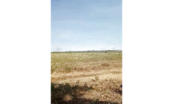 Imagem: 370 alqs boa água planta soja região bandeirantes