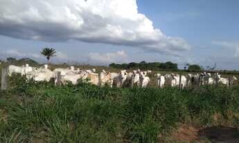 Imagem: 400 hectares com pasto pra gado no Pará