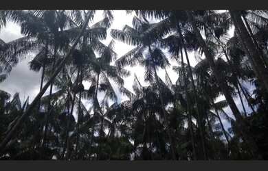 Imagem 7: Fazenda 325 hectares a 180 km de Belém com 60 mil pés de açaí R$3,6 milhões