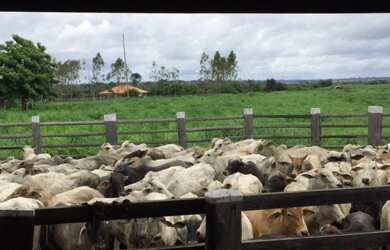 Imagem 2: Fazenda 1400 hectares a 250 km de Belém-PA porteira fechada com gado