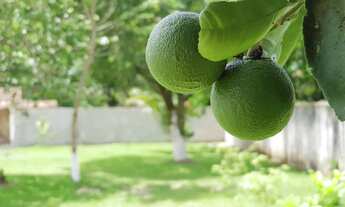 Imagem 3: Alugo linda chácara em Agro Brasil - Cachoeiras de Macacu 21 96014-1485