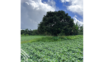 Imagem 5: TERRENO DE 7,4H PRÓXIMO A CE 187 EXCELENTE PARA AGRICULTURA