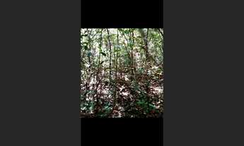 Imagem 4: Terreno de 40 ha em Itaguara MG