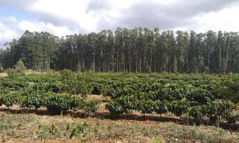 Imagem 6: Sítio de (1 1/2 Alqueire ) Formado em Café e abacate no Sul de Minas Gerais