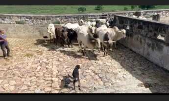 Imagem 6: Fazenda localizada na melhor região de gado da Bahia!