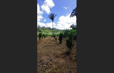 Imagem 5: Terreno em Viçosa do Ceará, 29x100m