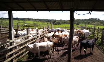 Imagem: R$ 750.000 25 alqueires no Pará por 750