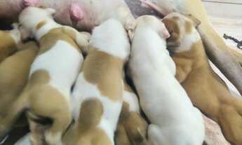 Imagem: Filhotes de Bulldog americano