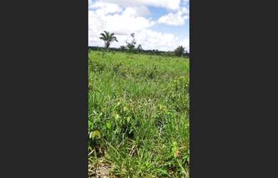 Imagem 6: R$ 600.000 fazenda 125 hectares no Pará região mais prox. de Belém