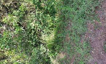 Imagem 7: Terreno de 20 há em São Tiago MG