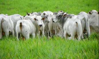 Imagem: 325 hectares (67 alqueires) a 110 km de