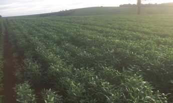 Imagem 7: Sitio mecanizado