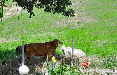 Imagem 6: Sitio João Soares - VENDO