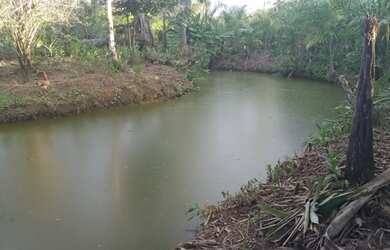 Imagem 6: Belíssima Chácara produtiva em Antonina, área com plantação de palmitos pupunha