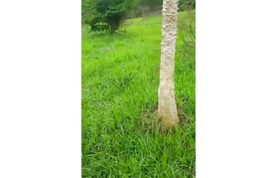 Imagem 3: 413 Alqs Arrendamento Pra Gado Região Aragarças GO