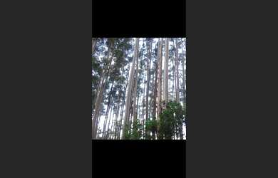 Imagem 6: Fazenda de 100 há em Simonesia MG