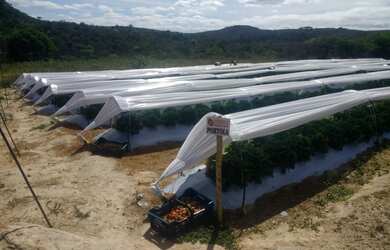 Imagem 5: Sítio 13 hectares em Barra da Estiva-Ba