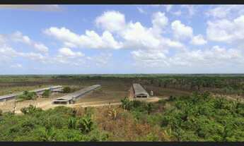 Imagem 4: 3 galpão pra granja 75 mil frangos em pleno funcionamento poço 250 hectares