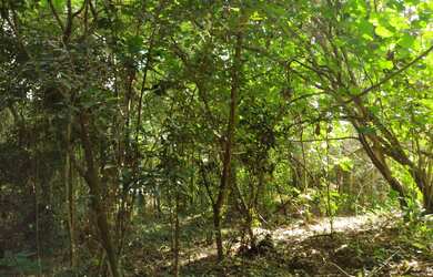 Imagem 4: Engenho do Roçado