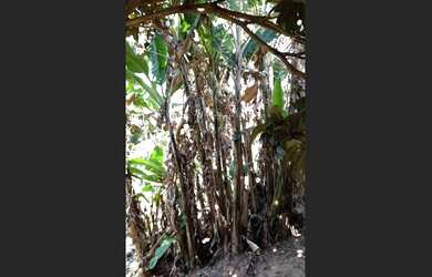 Imagem 4: Ótima chácara !