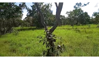 Imagem 4: 50 Alqs p Soja ou Pecuária Ótima Logística Vale do Araguaia TO