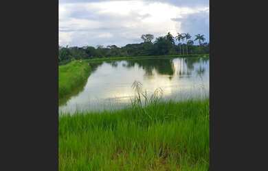 Imagem 3: Sitio Produtivo no Ramal do Santana Manacapuru