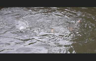 Imagem 7: Vendo Sítio com casa e área de 58.000m2