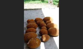 Imagem 2: Vendo Sitio com 50 pés de cupuaçu, 10 de uxi, açai, mari