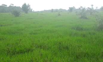 Imagem 3: Fazenda 300 alqueres com 270 aberto por R$40 mil o alqueire