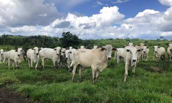 Imagem: 10 mil hectares por 600 reais o hectare