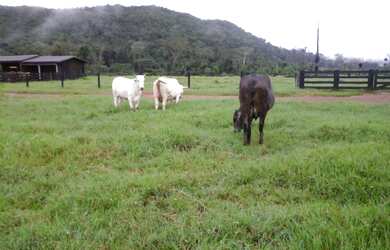 Imagem 6: Fazenda em Nova Monte Verde