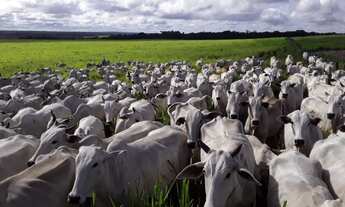 Imagem: 3.805 Alqueires por 100 milhões de reais