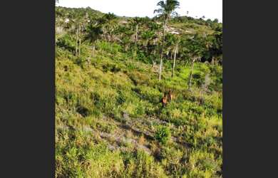 Imagem 2: Fazendinha em jaguaripe-Ba