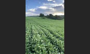 Imagem 5: Sítio à venda no Paraná