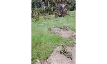 Imagem 2: 220 Alqs Planta Toda Córregos Chapadão Plana Amarelo e Preto Dianópolis TO