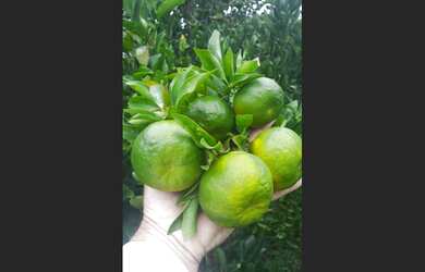 Imagem 2: SÍTIO COMPLETO PRODUTIVO EM VITOR MEIRELES - SC