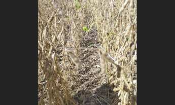 Imagem 4: FAZENDA À VENDA – PITANGA-PR