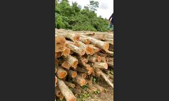 Imagem 5: VENDO ESTACAS SABIÁ , MOURÕES , ESTICADORES