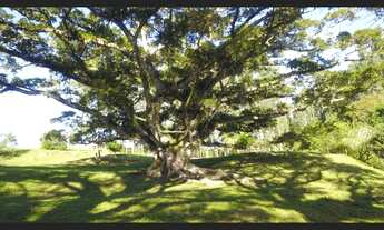 Imagem: SÍTIO COMPLETO 3 FIGUEIRA EM LAURENTINO