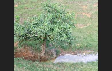 Imagem 7: Sítio a venda em santa luzia Cambuci rj