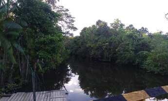 Imagem 7: Açaizal a 30 km de Castanhal por 500 mil reais 100 hectares, uns 15 mil pés de açaí