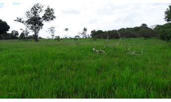 Imagem 5: MAGNÍFICA FAZENDA SANTA BÁRBARA - PA