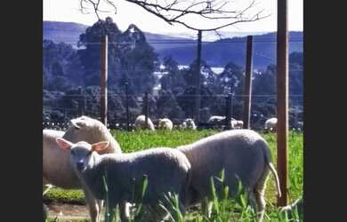 Imagem 4: PROPRIEDADE RURAL COM 24 HECTARES EM SAO FRABCISCO DE PAULA