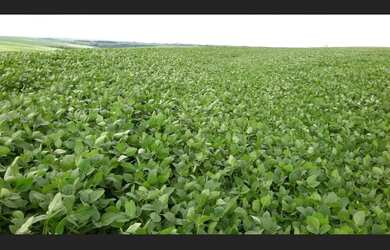 Imagem 2: FAZENDA PROXIMA A CASCAVEL